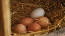 S3 E6: Egg