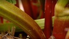 S2 E7: Rhubarb