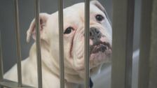 S9 E3: Paul O'Grady: For the Love of Dogs