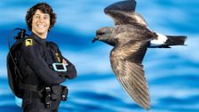 S2 E8: Andy and the Storm Petrel