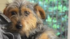 S4 E2: Paul O'Grady: For the Love of Dogs