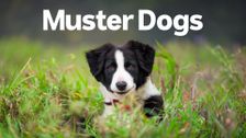Muster Dogs