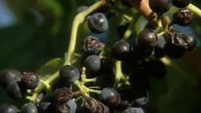 S2 E1: Wine Lovers' Guide to Australia