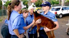 S3 E11: RSPCA Animal Rescue
