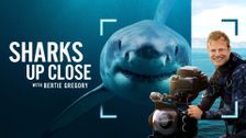 Sharks Up Close with Bertie Gregory