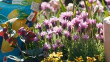 S41 E3: The Garden Gurus
