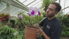 S2 E6: Kew Gardens: Season by Season