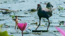 S2 E5: Andy and the Purple Swamphen