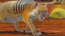 S1 E2: Thylacoleo: The Wildcard