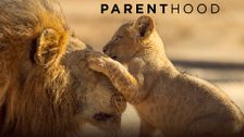 Parenthood