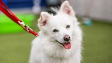 S5 E4: Paul O'Grady: For the Love of Dogs