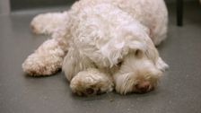 S2 E5: For the Love of Pets