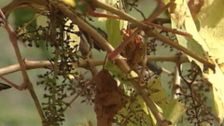 S1 E12: Wine Lovers' Guide to Australia