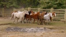 S1 E3: White Lightning