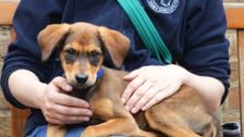 S4 E1: Paul O'Grady: For the Love of Dogs