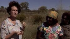 S1 E12: Bush Tomatoes