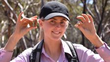 S3 E6: Aussie Gold Hunters