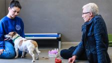 S5 E2: Paul O'Grady: For the Love of Dogs