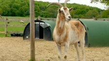 S17 E14: Animal Park