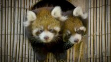 S4 E5: Red Panda Drama Mama