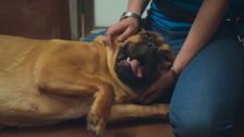 S10 E5: Paul O'Grady: For the Love of Dogs