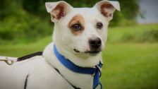 S3 E1: Paul O'Grady: For the Love of Dogs