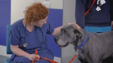 S9 E8: Paul O'Grady: For the Love of Dogs