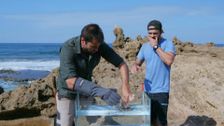 S1 E2: Stinging Punishment
