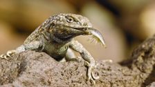 S2 E8: Andy and the Swollen-Nosed Side-Blotched Lizard
