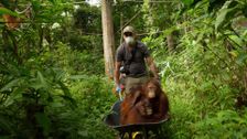 S1 E1: Orangutans