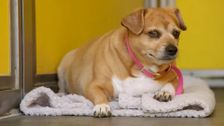 S2 E2: For the Love of Pets