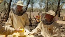 S1 E1: The Bee Drover