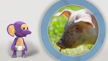 S1 E2: Fantus and the Pigs