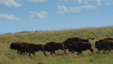S3 E7: Bison