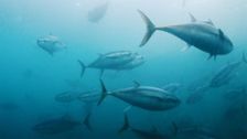 Life on the Line: The Story of Bluefin Tuna