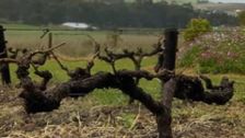 S1 E11: Wine Lovers' Guide to Australia