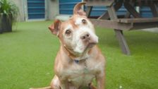 S9 E4: Paul O'Grady: For the Love of Dogs