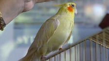 S2 E7: Animal Tales