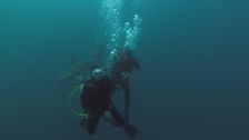 S1 E3: Durban, South Africa: Swimming With Sharks