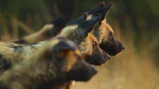 S1 E3: Botswana Wild Dogs