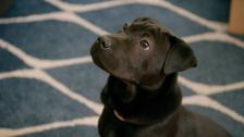 S1 E1: For the Love of Pets