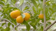 S40 E9: The Garden Gurus