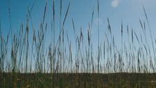 S3 E4: Wild Rice