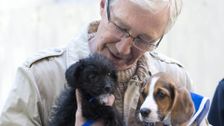 S3 E5: Paul O'Grady: For the Love of Dogs