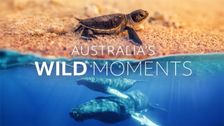 Australia's Wild Moments