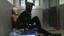 S9 E2: Paul O'Grady: For the Love of Dogs
