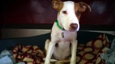 S3 E9: Paul O'Grady: For the Love of Dogs