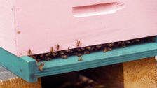 S2 E8: Yankee Bees