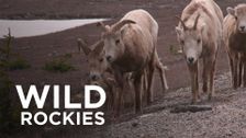 Wild Rockies