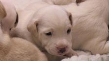S3 E6: Paul O'Grady: For the Love of Dogs